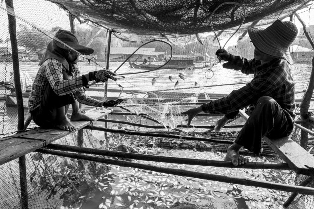Life is changing for these villagers because lake Tonle Sap, which was once a prime breeding ground, is now being overfished. There is also the problem of climate change and hydropower dams that will affect the ecosystems and fish migration. Prek Toal floating village &ndash; Cambodia. Image &copy; Michael Coyne.