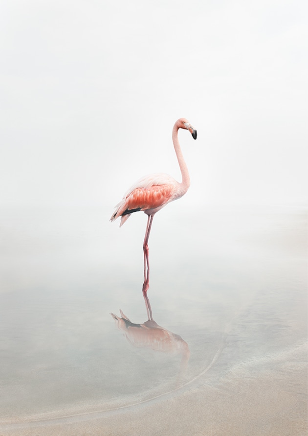 &copy; Alice Zilberberg. For Now Flamingo, 2018. 40&rdquo; by 28&rdquo; (Edition of 10), 60&rdquo; by 42&rdquo; (Edition of 5).