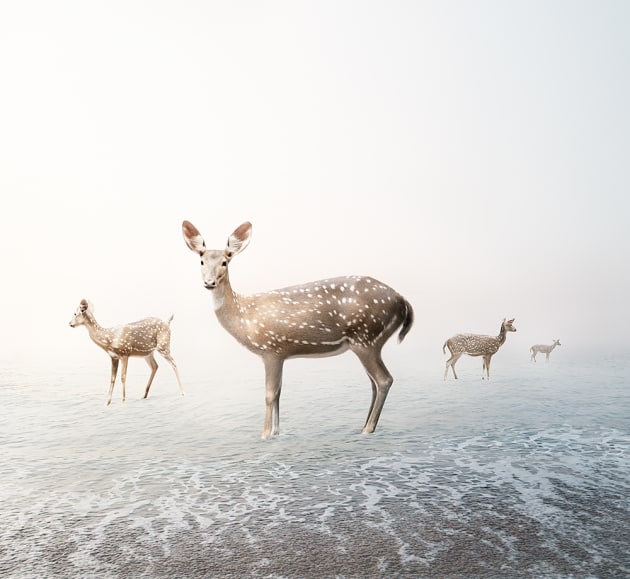 &copy; Alice Zilberberg. Stay My Deer, 2018. 40&rdquo; by 44&rdquo; (Edition of 10), 
60&rdquo; by 65&rdquo; (Edition of 5).