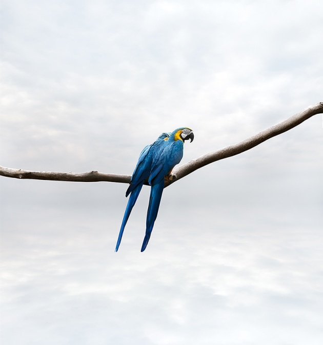 &copy; Alice Zilberberg. Pondering Parrots, 2018. 40&rdquo; by 58&rdquo; (Edition of 10), 60&rdquo; by 56&rdquo; (Edition of 5).