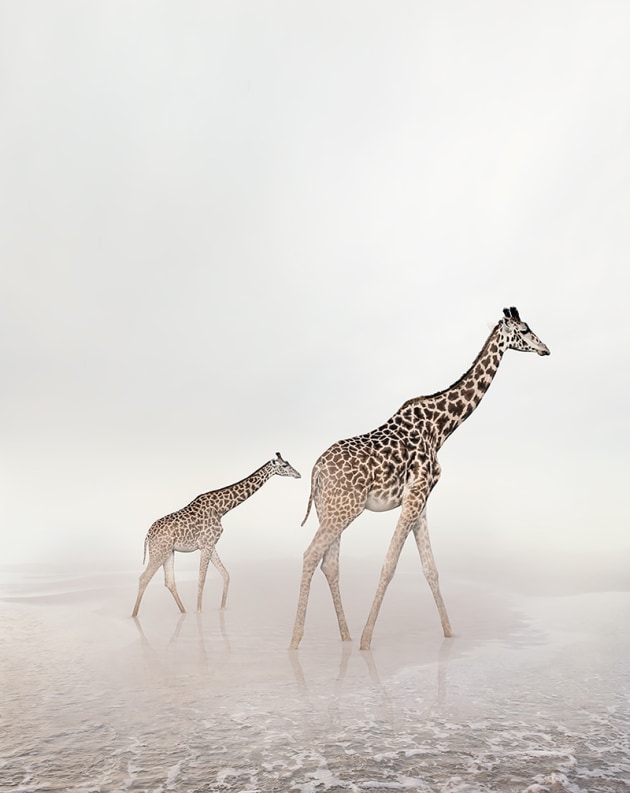 &copy; Alice Zilberberg. Go Giraffe, 2018. 40&rdquo; by 31&rdquo; (Edition of 10), 60&rdquo; by 47&rdquo; (Edition of 5).
