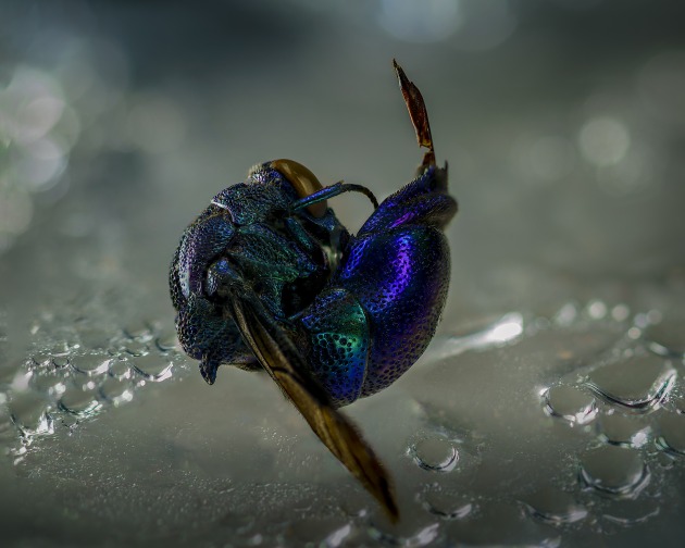 &copy; Chris Cope. Winner, Macro.