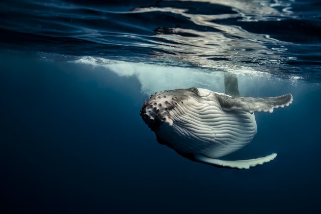 © Darren Jew. Southern Humpback calf, Vava'u Group, Kingdom of Tonga. In the spring, after a few months gaining strength and learning about life in the warm tropical seas of the Pacific, humpback whale calves become very curious of the ocean around them. They're especially inquisitive of the reflective glass dome ports found on underwater photographers’ housings.