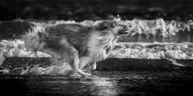 © Andrew Dickman. 3rd, Animals. The Mono Awards 2021.