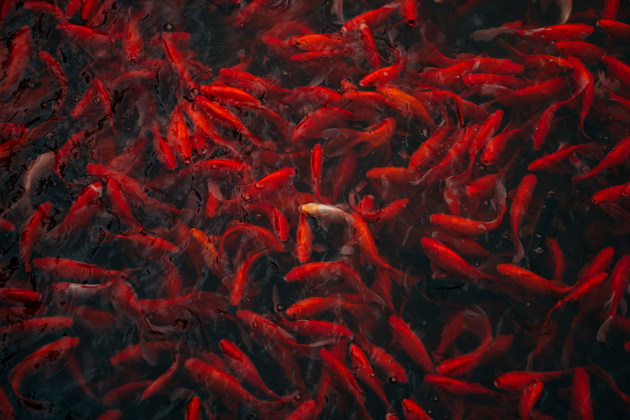 &copy; Mackenzie Cull. Finalist, Nature.