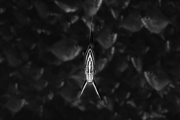 © Diana Fernie. 5th, Animals. The Mono Awards 2021.