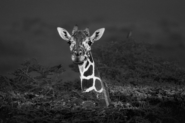 © John Wiseman, 6th, Animals. The Mono Awards 2021.