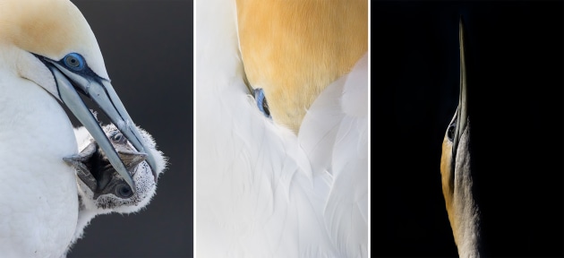 by Enzo Giordani. Runner-up, Animals category, Australasia's Top Emerging Photographers 2025.