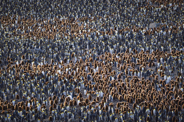 Australian Nature Photographer of the Year &ndash; Peter Eastway APP.L GM.Photog. II P.B. Hon. FNZIPP, FNZIPP, FAIPP, Hon. FAIPP