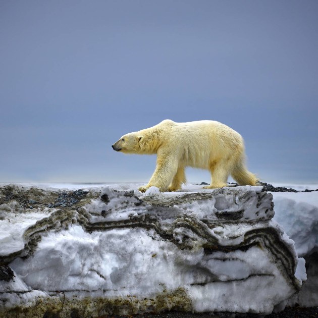 Australian Nature Photographer of the Year &ndash; Peter Eastway APP.L GM.Photog. II P.B. Hon. FNZIPP, FNZIPP, FAIPP, Hon. FAIPP