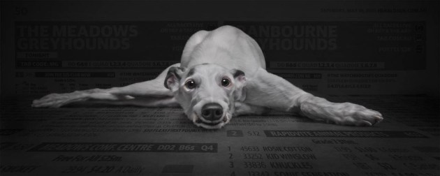 Australian Pet/Animal Photographer of the Year &ndash; Belinda Richards APP AAIPP