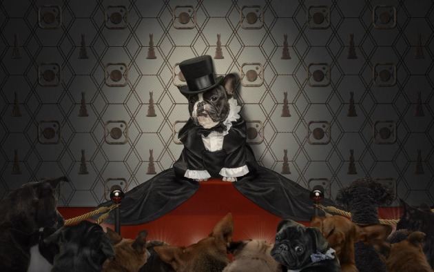 Australian Pet/Animal Photographer of the Year &ndash; Belinda Richards APP AAIPP