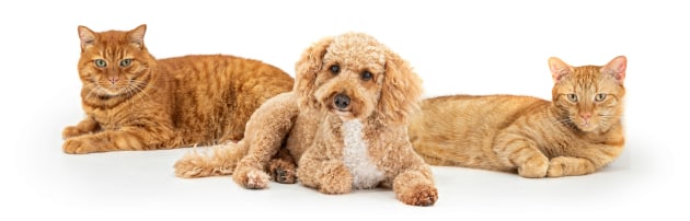 © Peter Sharp. Biscuit. The dog who found his cat tribe.