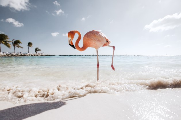 From the Flamingo Series. Image &copy; Claire Droppert