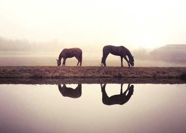 Four-of-a-kind. Image &copy; Claire Droppert