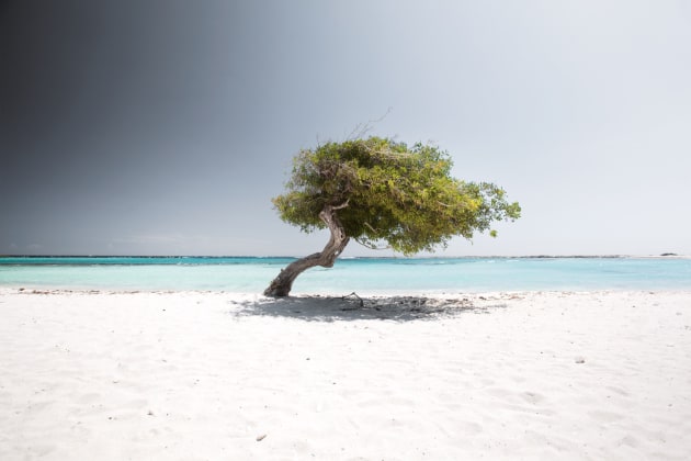 Tropical Silence. Image &copy; Claire Droppert