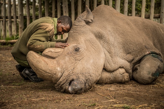 © Ami Vitale. A wildlife ranger comforts Sudan, the last living male Northern White Rhino left on the planet, moments before he passed away 19 March, 2018 at Ol Pejeta Wildlife Conservancy in northern Kenya.