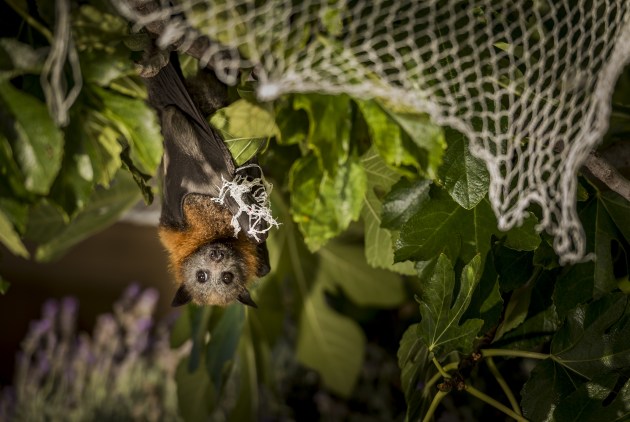 © Doug Gimesy. Entangled. A grey-headed flying-fox (Pteropus poliocephalus) hangs entangled in urban fruit-tree netting (Prahran, Victoria). Despite being rescued, the netting had cut the circulation to its wing for too long and the bat had to be euthanised.