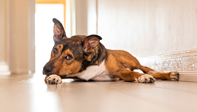 © Peter Sharp. Finn. The sweet and gentle kelpie cross who lights up his owners' lives.