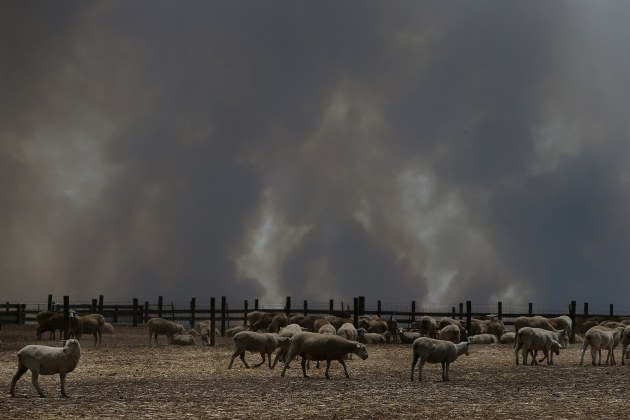 Kangaroo Island Bushfire Threat Increases As Residents Are Told To Evacuate. A large plume of bushfire smoke is seen over a sheep property in the Parndana region on January 09, 2020 on Kangaroo Island, Australia. Residents of the Kangaroo Island township of Parndana and Vivonne Bay have been told to evacuate as bushfire threatens both areas. The fire, which has been burning since last week and claimed two lives, had been downgraded to advice level but has now been upgraded, with watch and act messages current for two separate fire fronts. More than 155,000 hectares of land has been burned on Kangaroo Island since 4 January, and at least 56 homes were also destroyed.