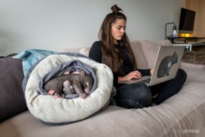 alt text for this image