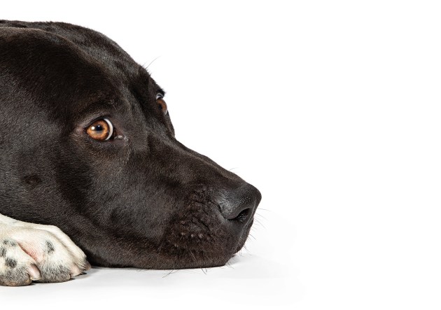 © Peter Sharp. Gopher. The most lonesome journeys often have the most joyful endings.