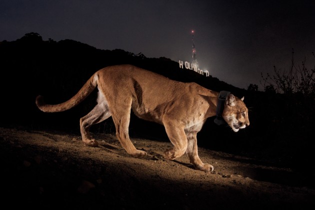 © Steve Winter. A remote camera captures a radio-collared cougar in Griffith Park, Los Angeles, 2013.