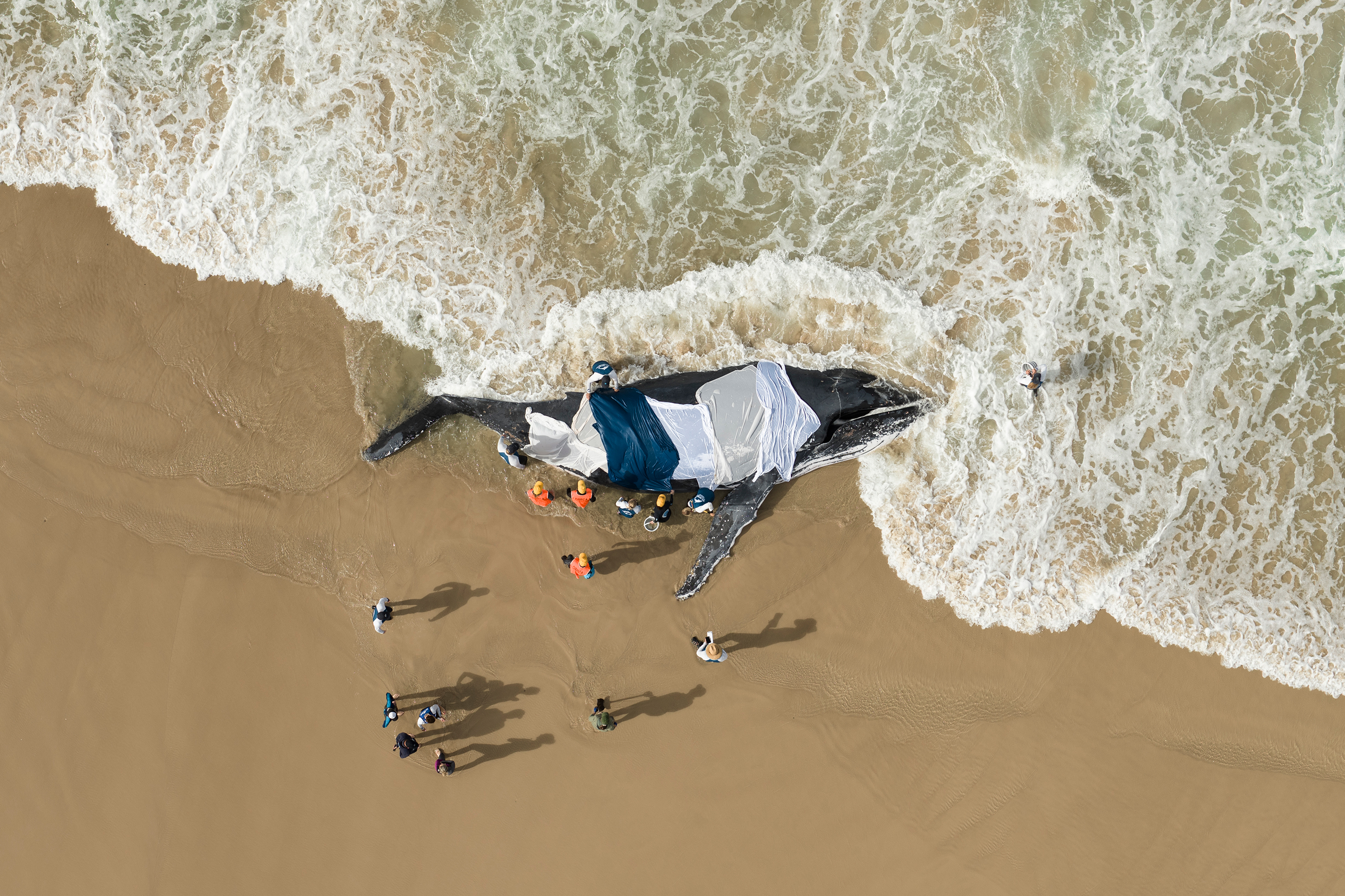 Craig Parry won the Human Connection award with this photo of a group of people trying to save a stranded humpback whale. Image: Underwater Photographer of the Year