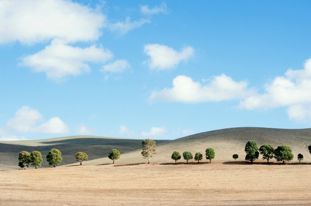 Neat Trees. Image: &copy; Alex Frayne