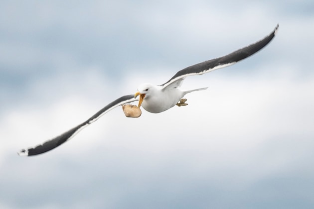 This image has been heavily cropped, but it shows how well the Z6 III’s autofocus can nail focus on birds. This capture was made using the Continuous High Speed 8-fps while shooting RAWs, but in High Speed Capture mode you can capture up to 120 JPEGs per second in DX mode. Shot with the Nikon 300mm PF lens and a FTZ adaptor. Exposure was 1/1250th of a second at f4, ISO 400.