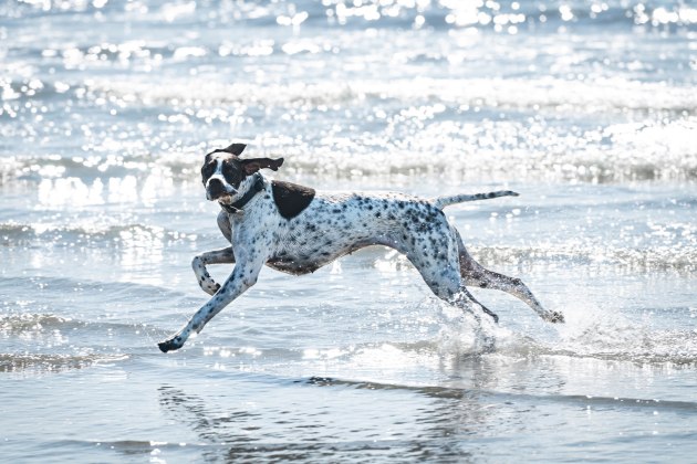 While bright backlighting always posed a problem for the Nikon Z6 and Z6II autofocus, the new Z6 III easily copes with these situations. The 3D autofocus can automatically detect what type of subject you are trying to photograph, or you can define the subject type in the focus option. Exposure was 1/1250th of a second at f7.1, ISO 400 with the Nikon 300mm PF lens and an FTZ adaptor.