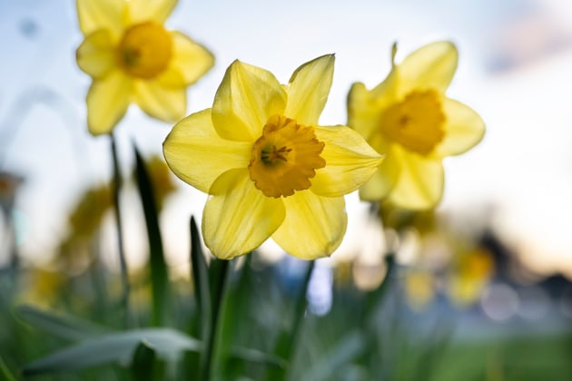 The articulating LCD panel on the Nikon Z6 III makes it easy to capture photos from almost any angle, including low down to get these daffodil photos. Shooting in RAW mode enabled me to expose for the sky and yet easily pull out two stops a extra illumination for the flowers in post.