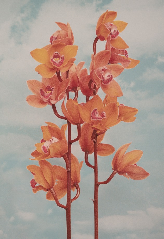 Orchidelirium.
“Orchidelirium” explores the amorous history of the orchid. The associations are evident within the family name “Orchis” which in ancient Greek, translates as “testicle”, whilst the flower has also been a symbol of the feminine. Physiologically the flowering plant contains both male and female reproductive organs. The astonishing beauty of the flower caused a flurry of excitement during the Enlightenment where collectors scoured the globe seeking out orchids in a frenzied rush, known as orchidelirium or orchid fever. This hand-painted photograph will be shown at PS Art Space for the Perth Centre for Photography’s annual Collective exhibition.