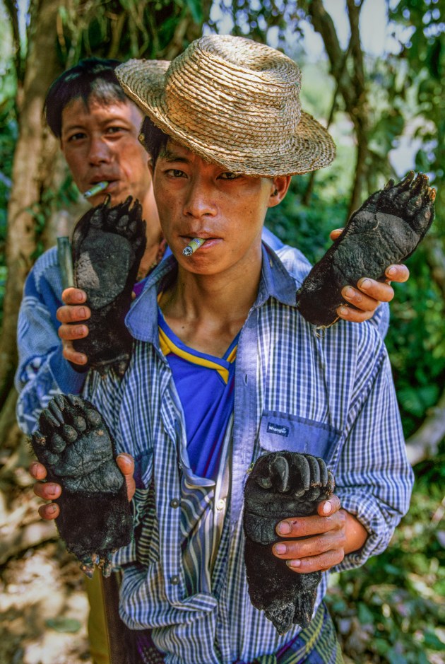 © Steve Winter. The $8 bear. Aiming badly and having shot a bear through the stomach, damaging the valuable gallbladder, the hunters were only able to sell the paws for $2 each.