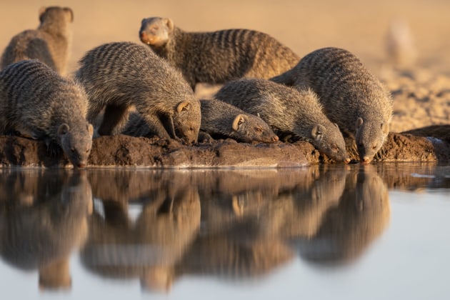 © Will Burrard-Lucas. Wildfile captured from Shompole Hide, Shompole Wilderness Camp, Kenya.