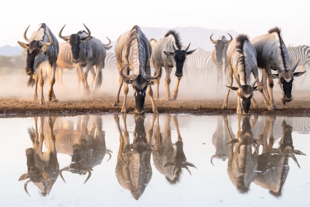 © Will Burrard-Lucas. Wildfile captured from Shompole Hide, Shompole Wilderness Camp, Kenya.