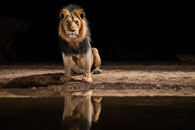 © Will Burrard-Lucas. Wildfile captured from Shompole Hide, Shompole Wilderness Camp, Kenya.