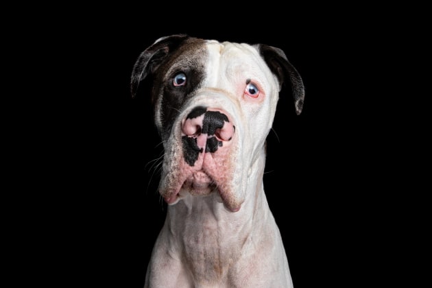 © Peter Sharp. Sparrow. The most inspirational dog you will ever meet.