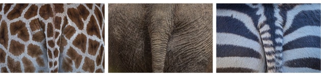 © Susi Nodding. Top 20 (Animals) – Australasia’s Top Emerging Photographer 2022.