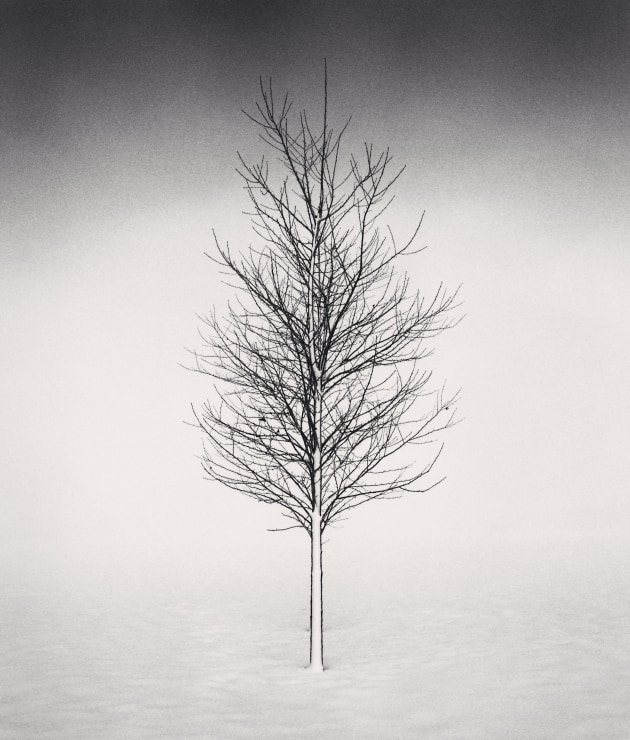 © Michael Kenna. Tree Portrait, Study 1, Wokato, Hokkaido, Japan, 2002.