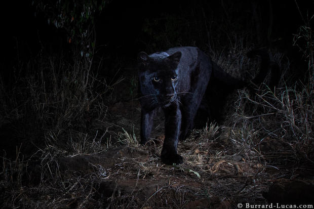 © Will Burrard-Lucas. African black leopard. Photographed at Laikipia Wilderness Camp, Kenya, 2019.