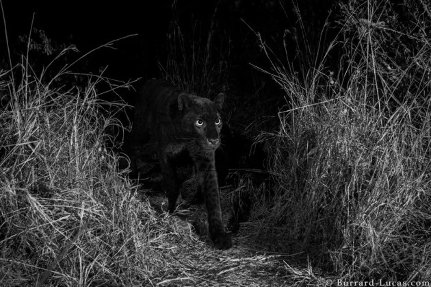 © Will Burrard-Lucas. African black leopard. Photographed at Laikipia Wilderness Camp, Kenya, 2019.