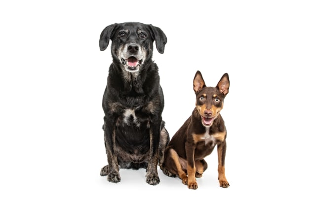 © Peter Sharp. Ziggy & Tye. Special dogs are worth the wait.