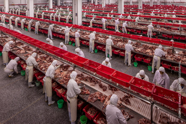 Feeding China. &copy; George Steinmetz, for National Geographic. CONTEMPORARY ISSUES - SECOND PRIZE, STORIES.
Rapidly rising incomes in China have led to a changing diet and increasing demand for meat, dairy and processed foods. China needs to make use of some 12 percent of the world&rsquo;s arable land to feed nearly 19% of the global population. New technologies and agricultural reform offer a partial solution, but problems remain as farmers and the young flock to work in cities, leaving an aging rural population, and as land becomes contaminated by industry.
20 June 2016. Workers process meat in the main cutting room of Jinluo Meat, in Shandong, eastern China. China is the world&rsquo;s largest producer and consumer of pork, and the market is growing rapidly.