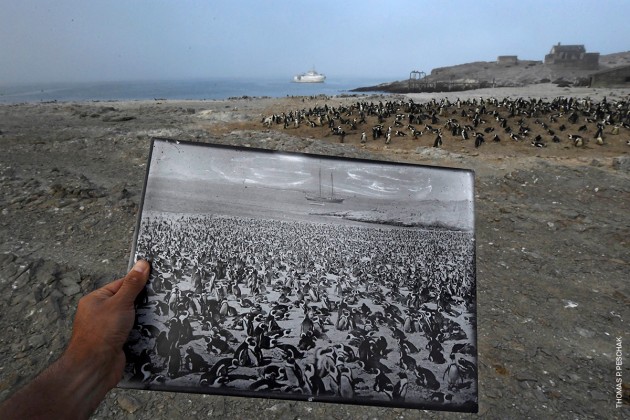 Back in Time. &copy; Thomas P. Peschak.
11 March 2017. A historic photograph of an African penguin colony, taken in the late 1890s, is a stark contrast to the declining numbers seen in 2017 in the same location, on Halifax Island, Namibia. The colony once numbered more than 100,000 penguins.
The African penguin, once southern Africa&rsquo;s most abundant seabird, is now listed as endangered. Overall, the African penguin population is just 2.5 percent of its level 80 years ago; research conducted on Halifax Island by the University of Cape Town indicates the population has more than halved in the past 30 years. Historically, the demand for guano (bird excrement used for fertilizer) was a cause of the decline: the birds burrow into deposits of guano to nest. Human consumption of eggs and overfishing of surrounding waters are also seen as causes. In the seas around Halifax Island sardine and anchovy&mdash;the chief prey of the African penguin&mdash;are now almost absent.