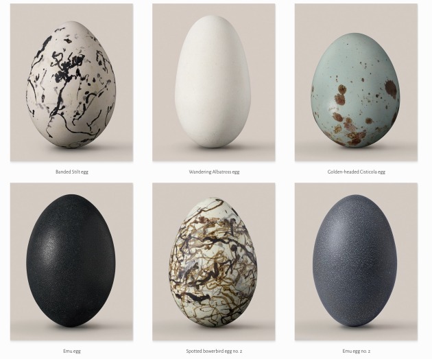 Bird eggs. Image Leila Jeffreys