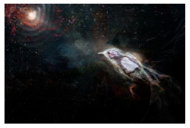 Solange, searching for her dead lovers in space, finds the miracle.
Lumachrome glass print, chemigram, cliche-verre, drawing. Cat-killed Carolina wren, paint, copper chloride, saline and acid on fibre paper. Exposed twice, once on a New York verandah for 8 hours, then in a Braidwood greenhouse for 26 hours (with chemistry)Image &copy; Judith Nangala Crispin